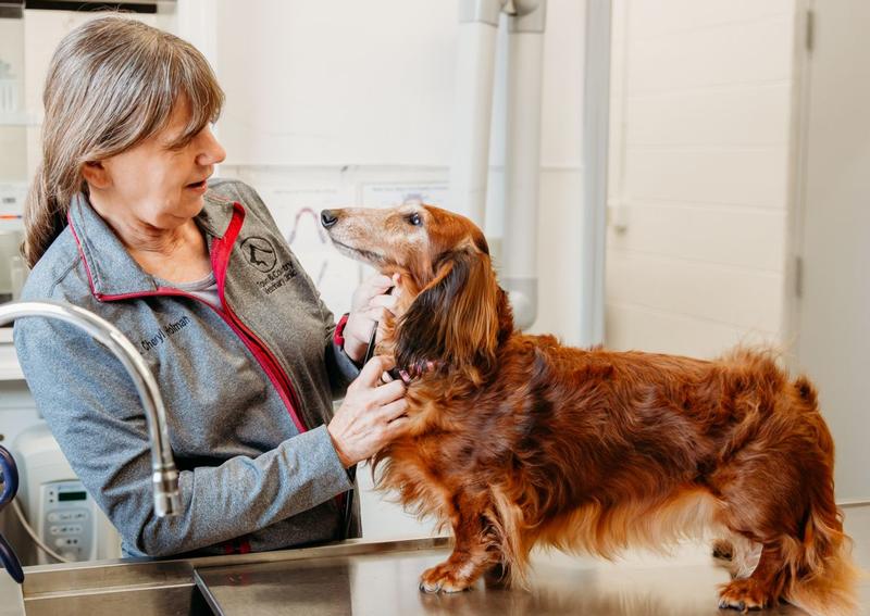 Carousel Slide 7: Eaton Dog Veterinarian