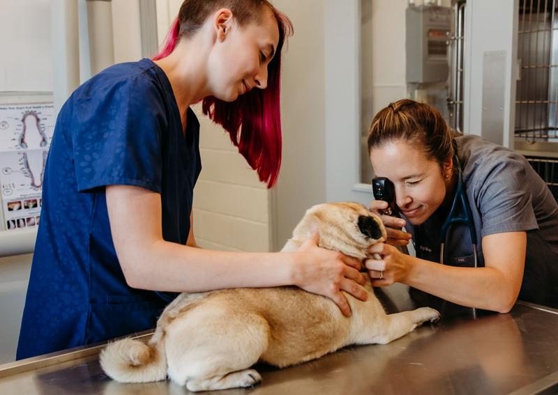 Carousel Slide 8: Eaton Dog Veterinarian