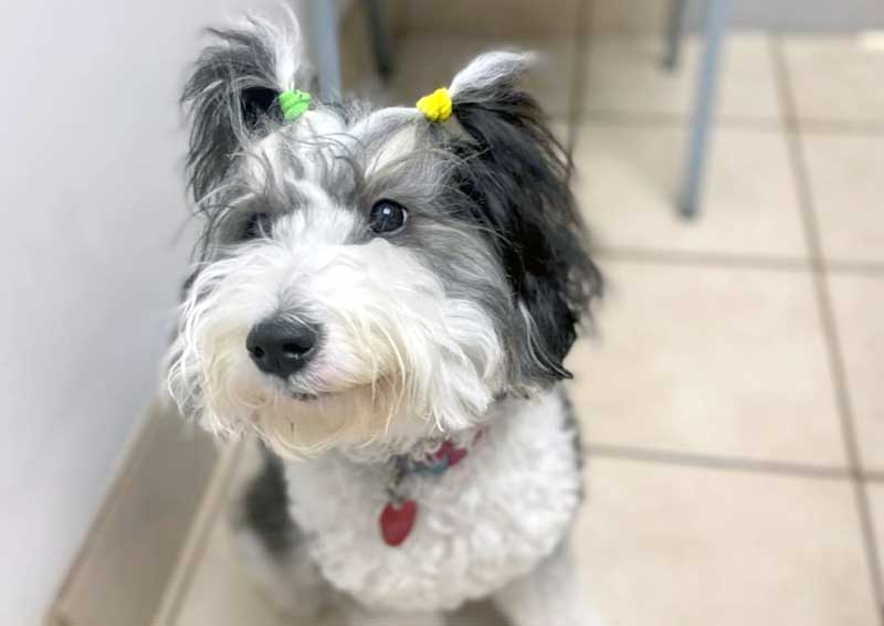 Carousel Slide 6: Dog veterinary care