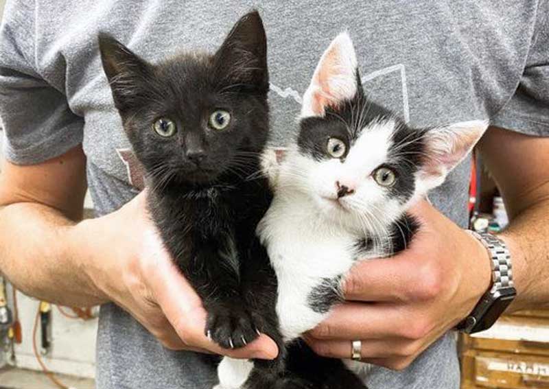 Carousel Slide 3: Kitten exams